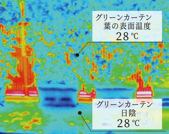 〈グリーンカーテンのサーモ画像〉