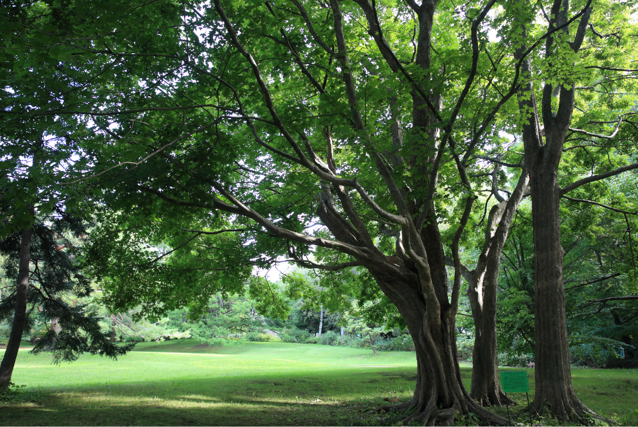 北海道大学 植物園