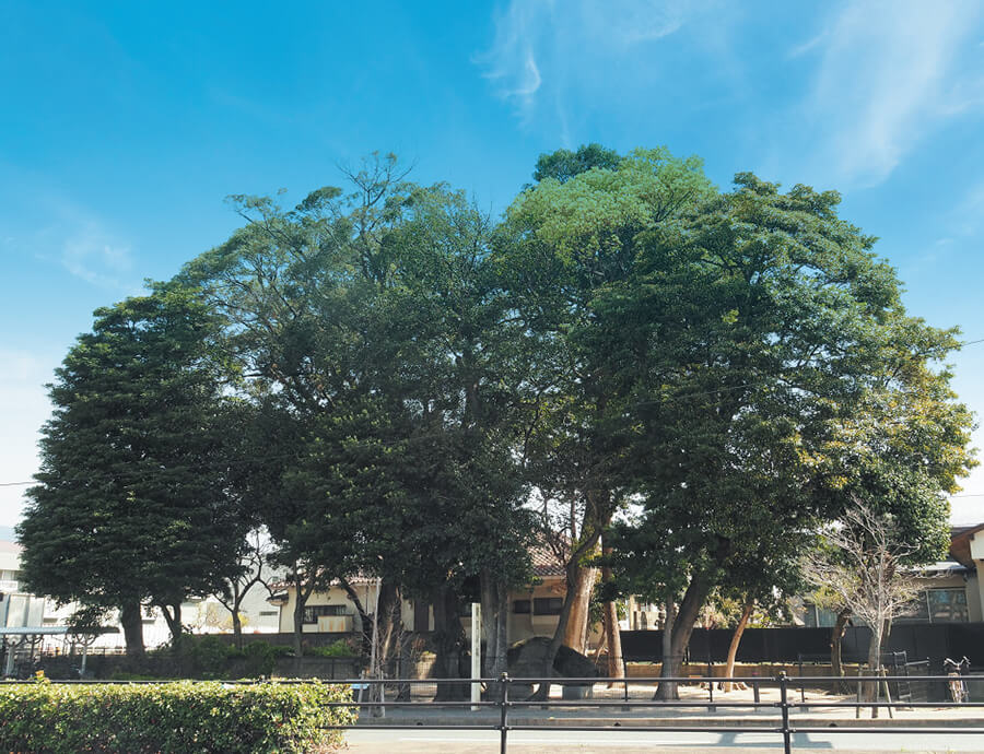 御笠の森（大野城市地域創造部 心のふるさと館提供）