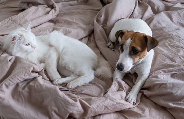 PET ROOM