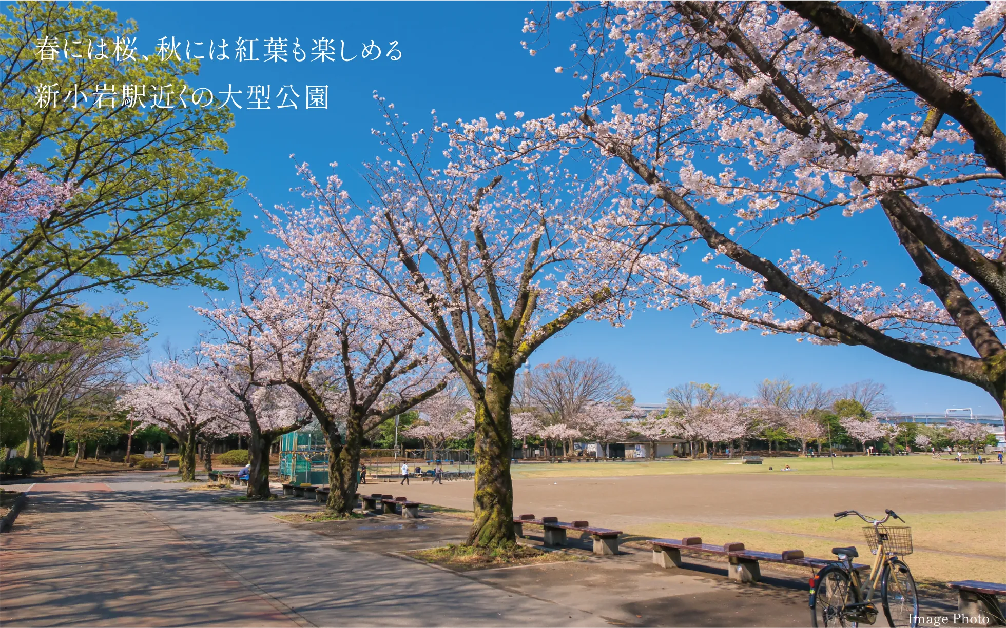 新小岩公園の桜