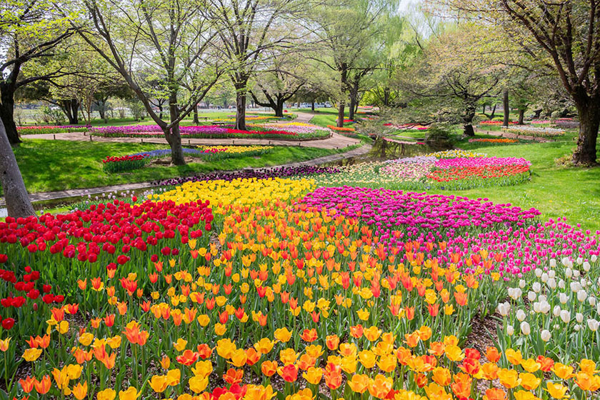 SPRING
