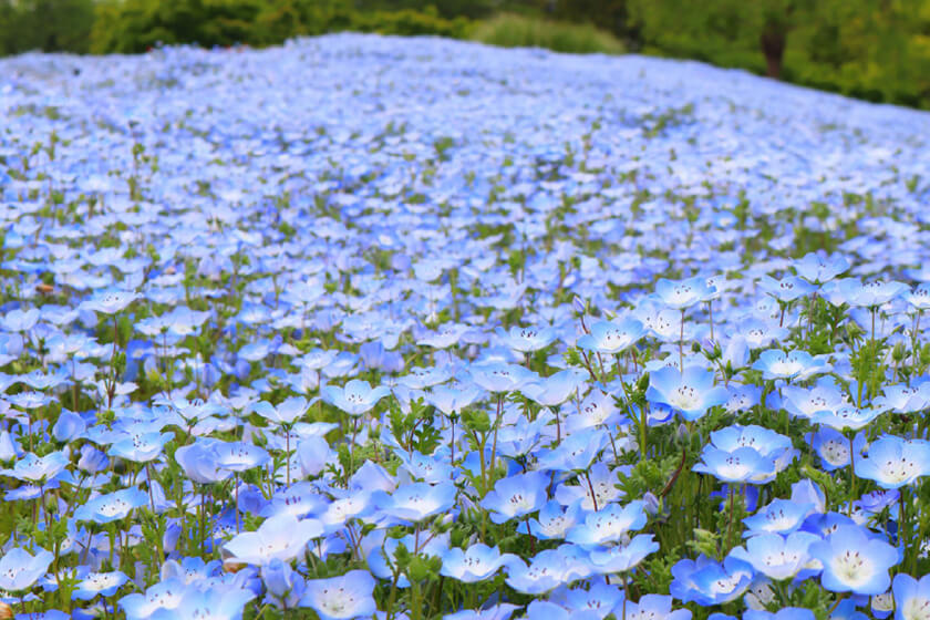 SPRING