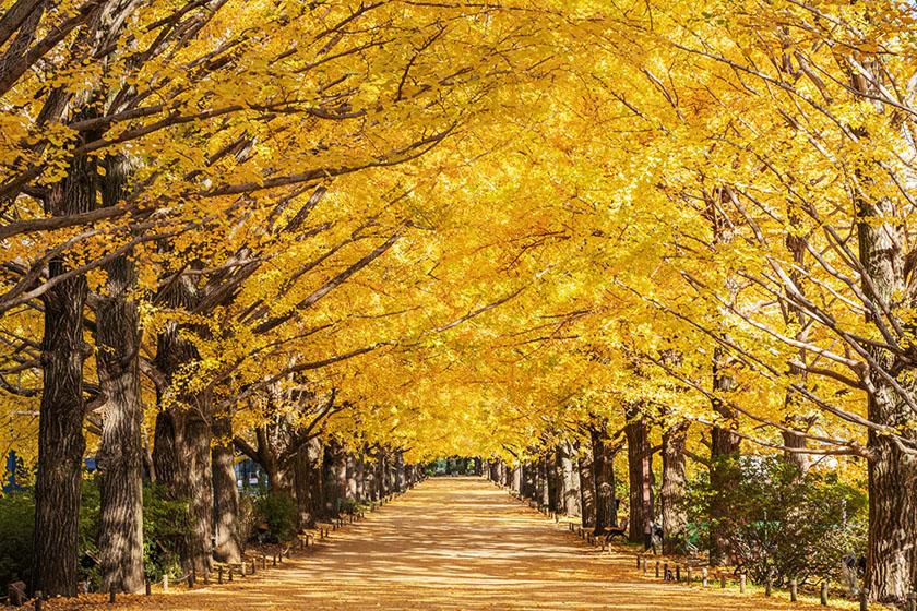 AUTUMN