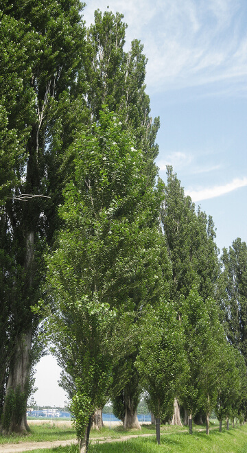 image photo